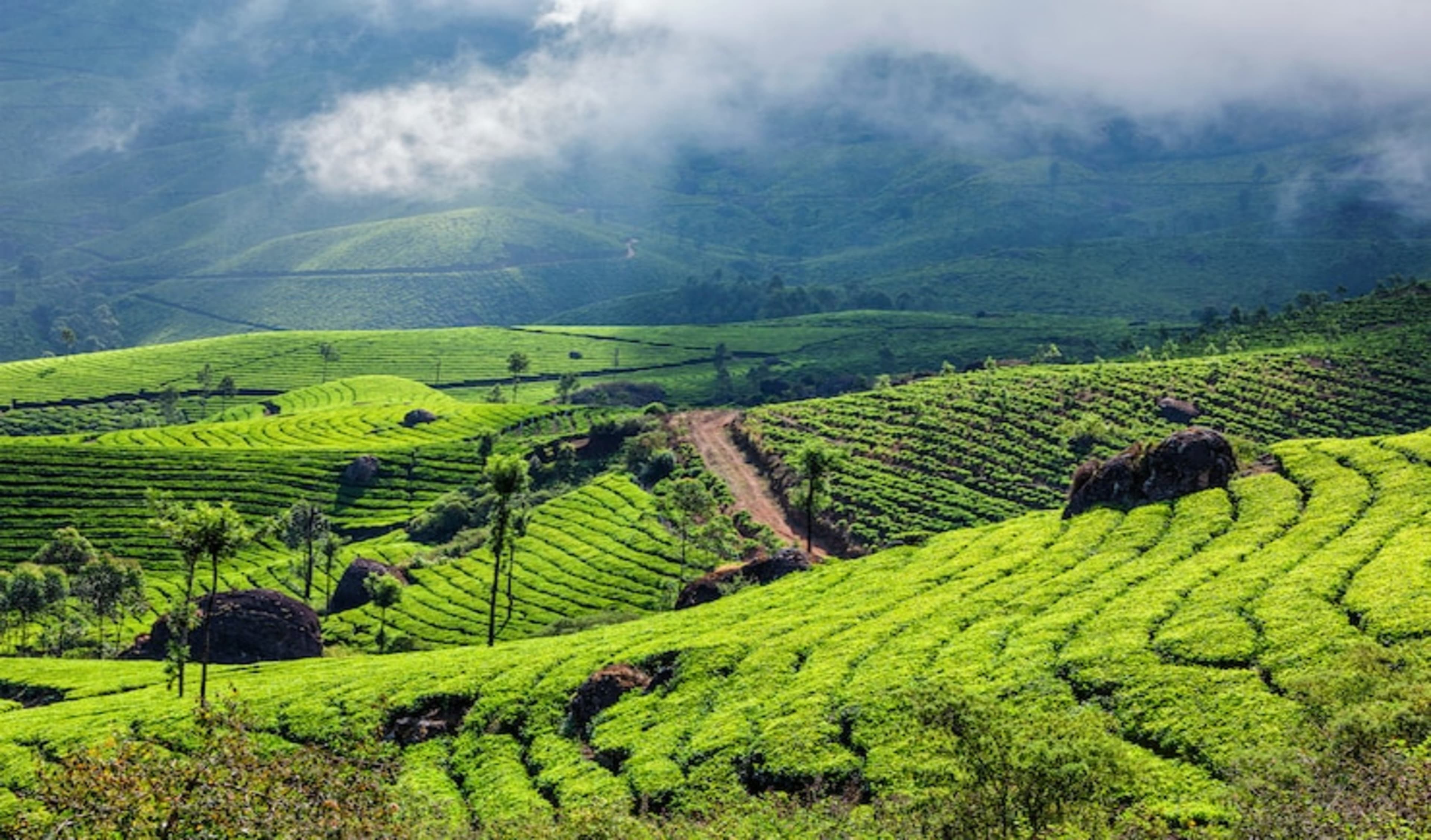 Kochi Munnar Alleppey Getaway