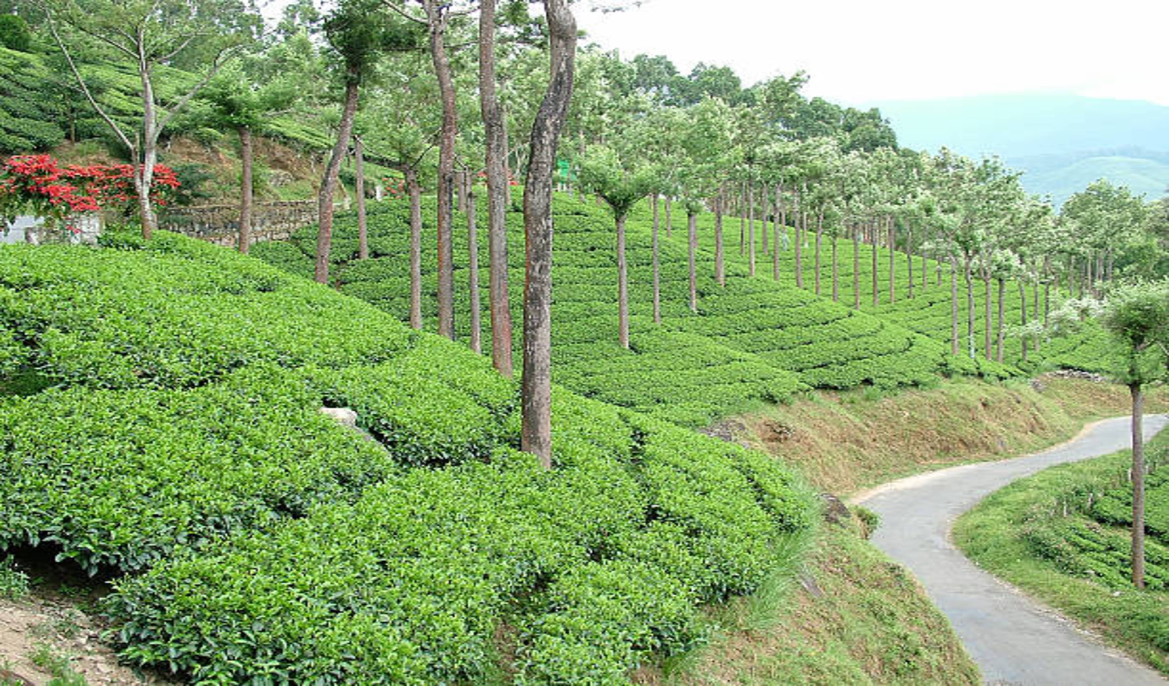 Eco Kerala Escape